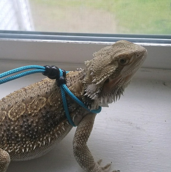 Meet your Posher, Cody - Picture 1 of 1